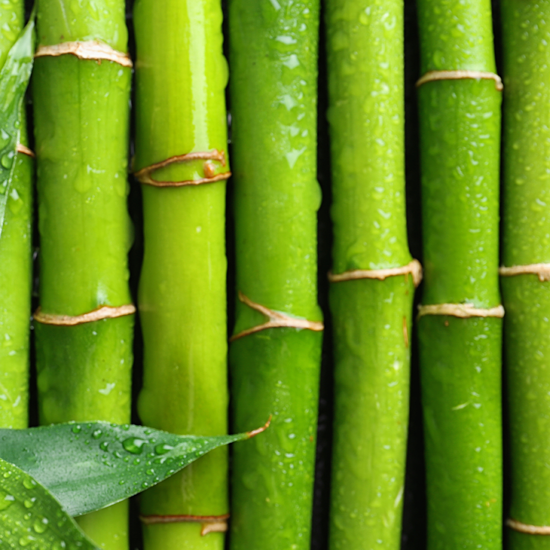 Bamboo Water